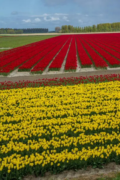 Photo of typical spring Dutch flower fields