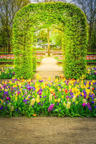 istock Rows of tulip flowers 906029690