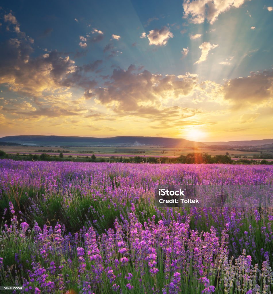 Wiese mit Lavendel. - Lizenzfrei Frühling Stock-Foto