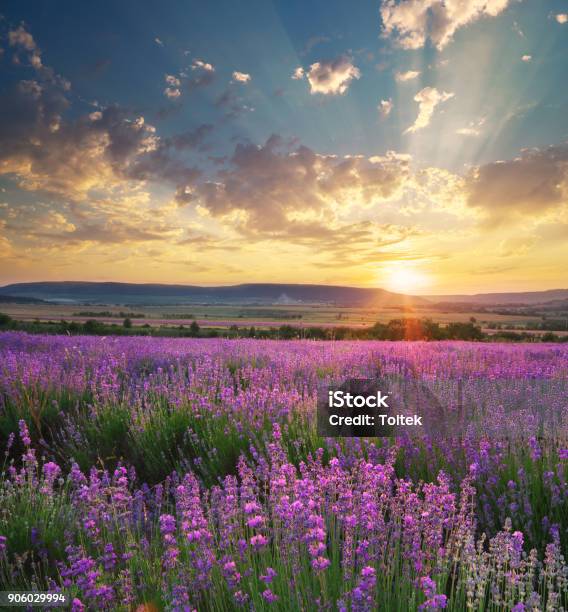 Wiese Mit Lavendel Stockfoto und mehr Bilder von Frühling - Frühling, Sonnenuntergang, Blume