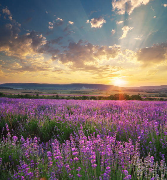 istock Meadow of lavender. 906029994