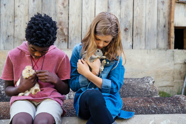 Cute preteen kids cuddling baby rabbits sitting outside near an old barn in springtime. She is caucasian wearing a jean dress. He is african-american wearing a pink t-shirt. Horizontal waist up outdoor shot with copy space. This was taken in Quebec, Canada.