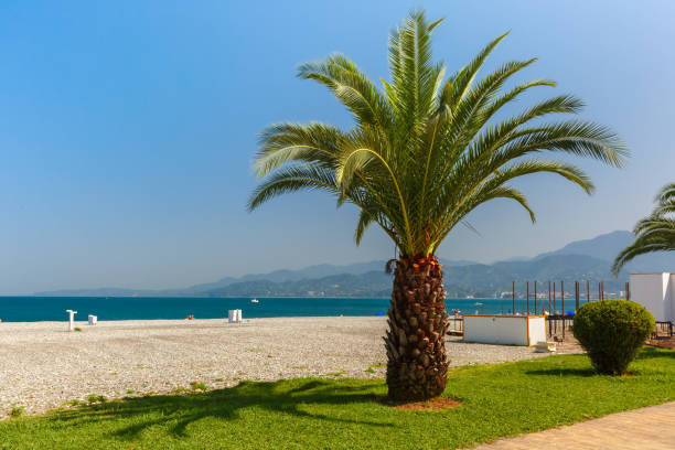 istock Batumi Seafront Promenade, Georgia 906030082