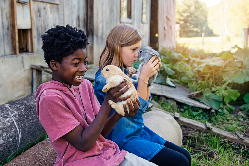 Cute preteen kids cuddling baby rabbits sitting outside near an old barn in springtime. She is caucasian wearing a jean dress. He is african-american wearing a pink t-shirt. Horizontal waist up outdoor shot with copy space. This was taken in Quebec, Canada.