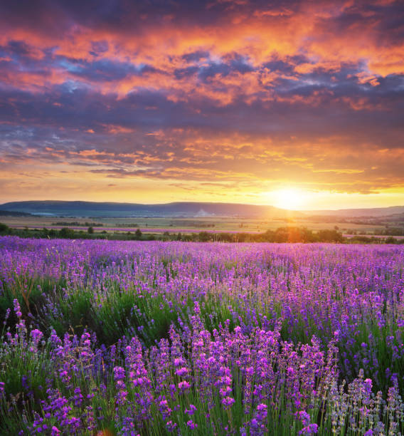 Meadow of lavender. stock photo