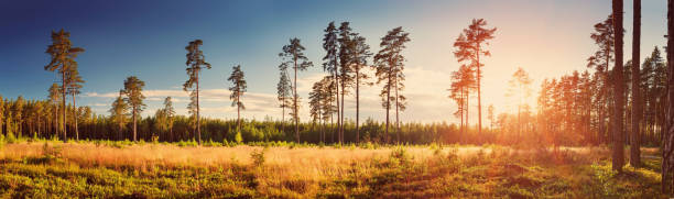 istock Coniferous forest with morning sun shining 906036108