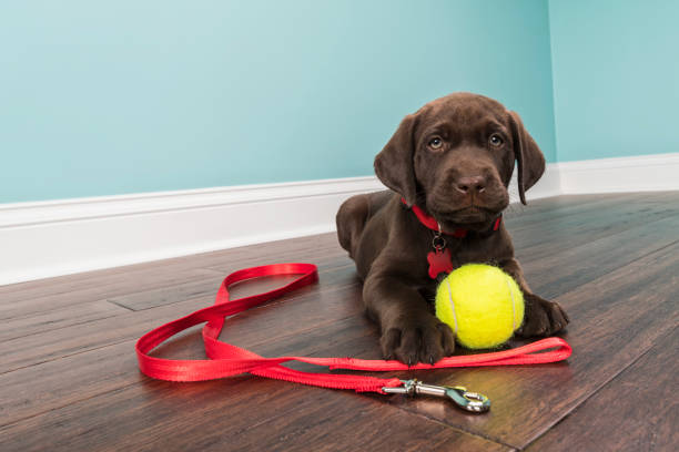 ein chocolate labrador-welpe liegend trägt ein rotes halsband mit leine und tennis ball - 7 wochen alt - dog puppy lying down looking at camera stock-fotos und bilder