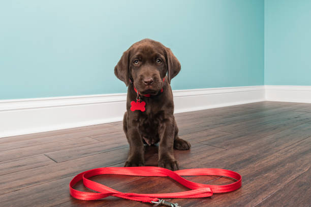 A Chocolate Labrador Puppy sitting wearing a red collar with leash - 7 weeks old