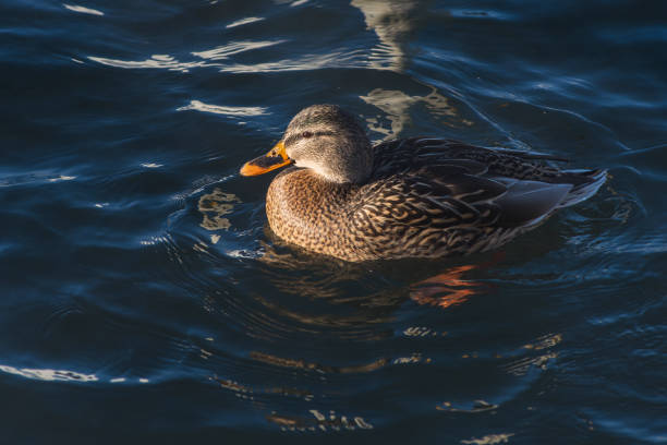 Duck swimming in lake