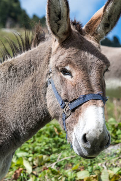istock Portrait of a donkey 906044074