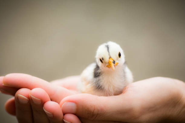 petit oiseau poussin en mains - baby chicken human hand young bird bird photos et images de collection