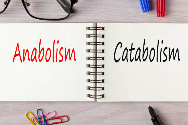 istock Anabolism and Catabolism written in notebook 906045280