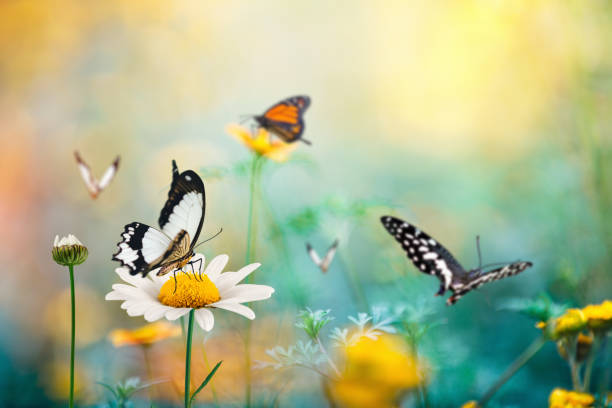 papillon meadow - field daisy vibrant color bright photos et images de collection