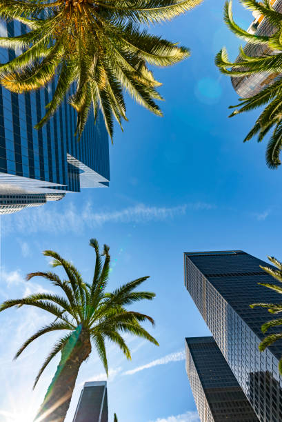 istock Palm Tree and Skyscrapers in Los angeles 906070738