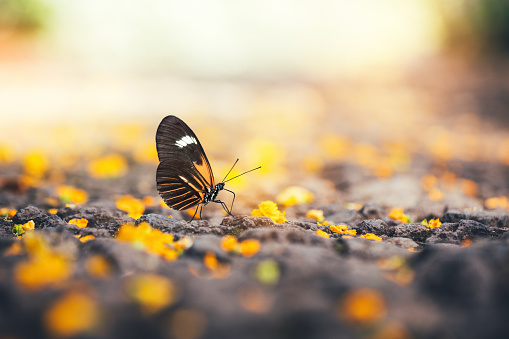 Variegated fritillary or Euptoieta Claudia in a pollinator garden with a backdrop of solar panels on an autumn day. Butterflies and solar panels form a sustainable climate change alliance.