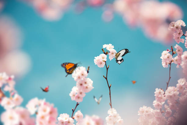 istock Colorful Butterflies On Cherry Tree 906078856