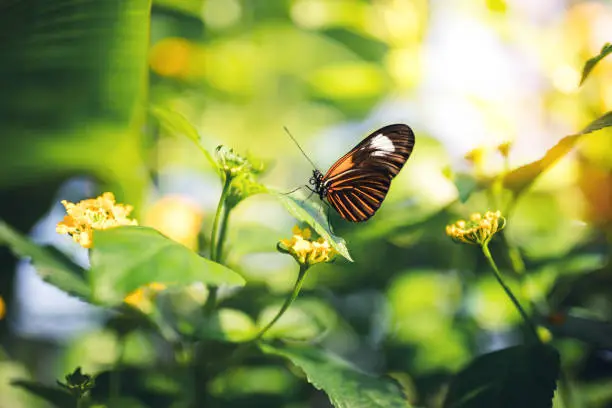 Photo of Butterfly On A Flower