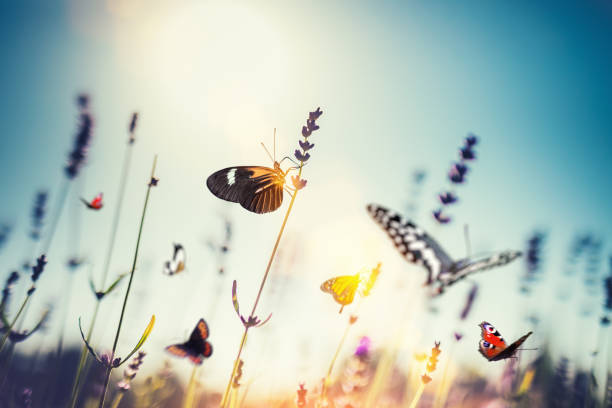 meadow avec des papillons - orange purple beauty in nature beautiful photos et images de collection