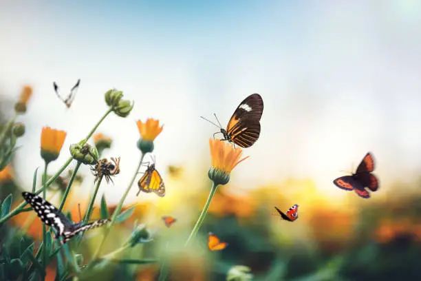 Photo of Meadow With Butterflies