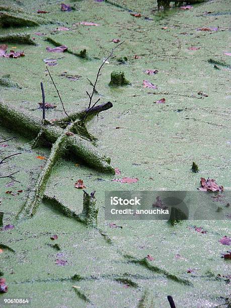 泥沼 - カラー画像のストックフォトや画像を多数ご用意 - カラー画像, 人物なし, 低湿地