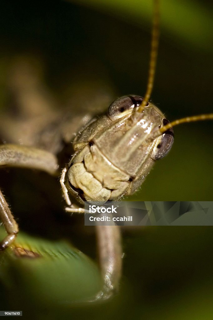 Saltamontes Macro - Foto de stock de Antena - Parte del cuerpo animal libre de derechos