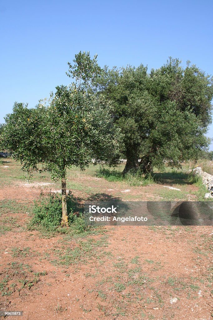 Оливковые деревья - Стоковые фото Без людей роялти-фри