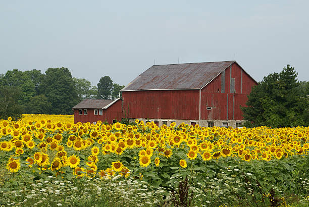 Sunflowers と赤いバーン ストックフォト