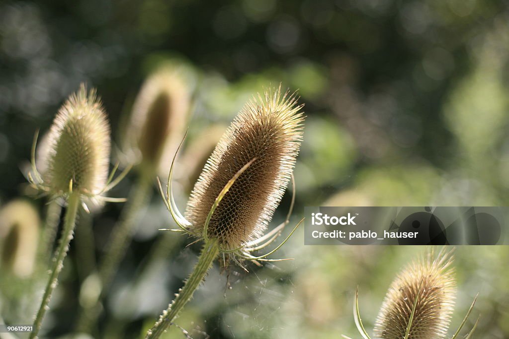 prickly plant  Brown Stock Photo