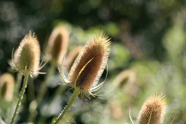 prickly plant stock photo