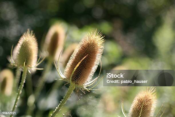 Prickly Plant Stock Photo - Download Image Now - Brown, Canada, Color Image