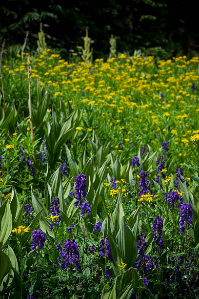 Wildflowers - Photo