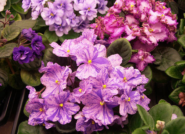 African Violets en fleur - Photo