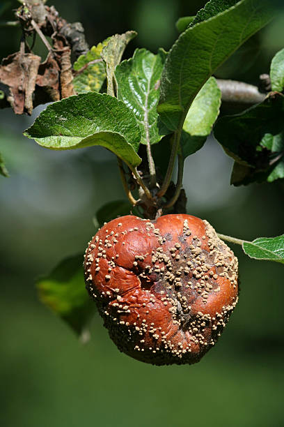 istock Rotten Apple  Hanging in The Sun 90613315
