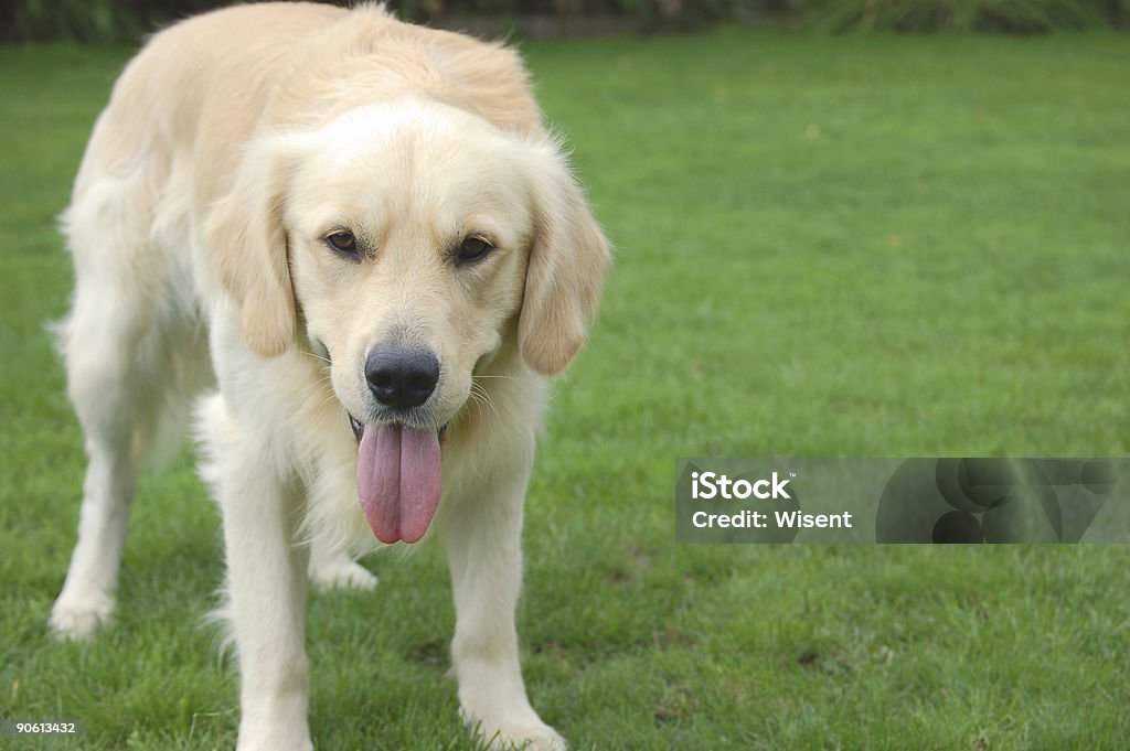 Golden Retriever - Royalty-free Amizade Foto de stock