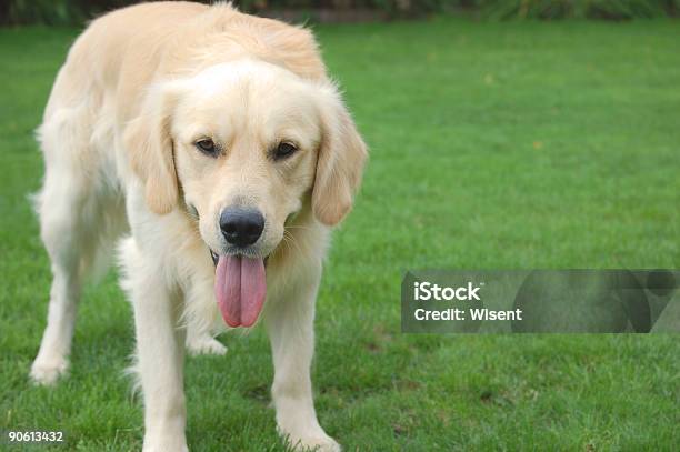 Golden Retriever - Fotografias de stock e mais imagens de Amizade - Amizade, Animal de Estimação, Ao Ar Livre