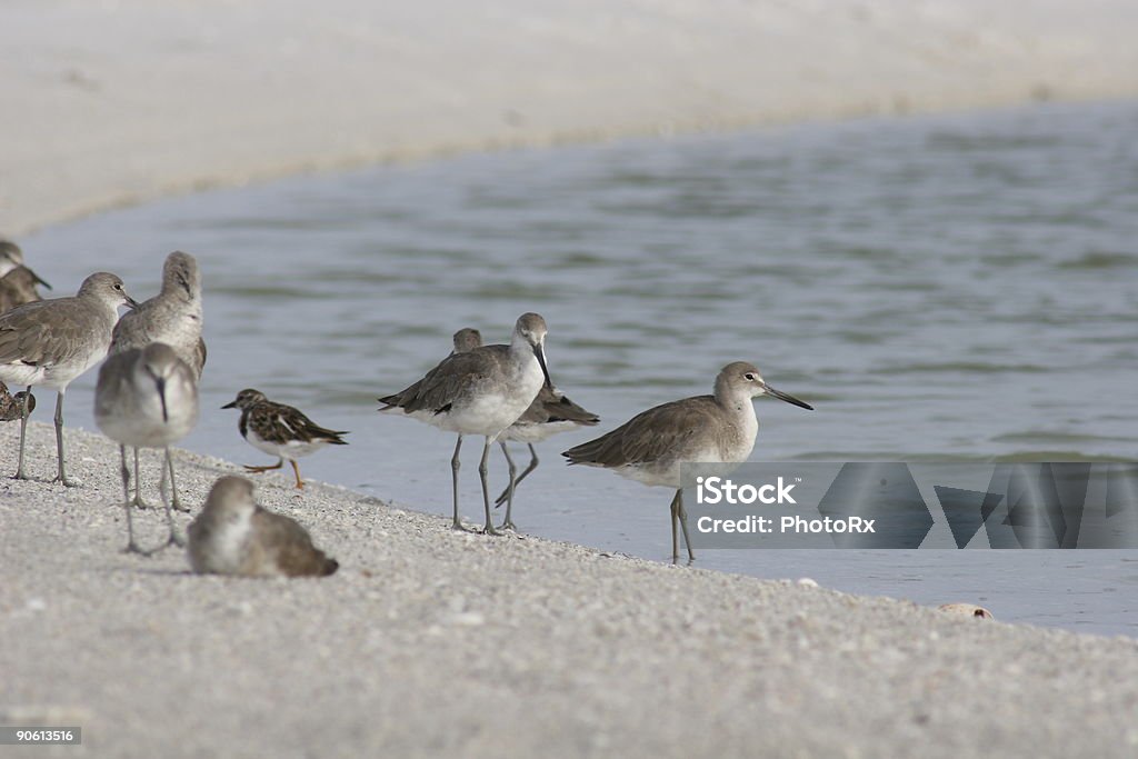 shorebirds en water's edge - Foto de stock de Agua libre de derechos