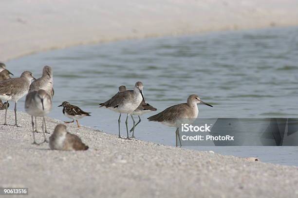 Shorebirds En Waters Edge Foto de stock y más banco de imágenes de Agua - Agua, Aire libre, Animal