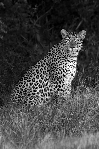 Leopard sitting - Black and white