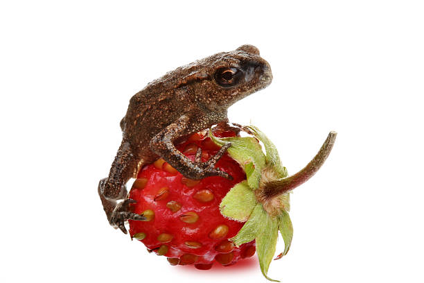Young frog on a strawberry  noah young stock pictures, royalty-free photos & images