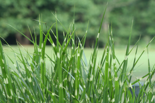 A closeup shot of Typha latifolia and grass