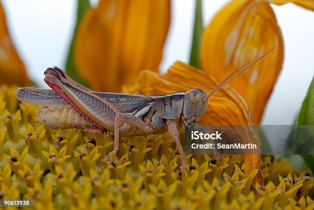 Grashopper Su Girasole - Fotografie stock e altre immagini di Antenna - Parte del corpo animale - Antenna - Parte del corpo animale, Arto inferiore animale, Bocciolo