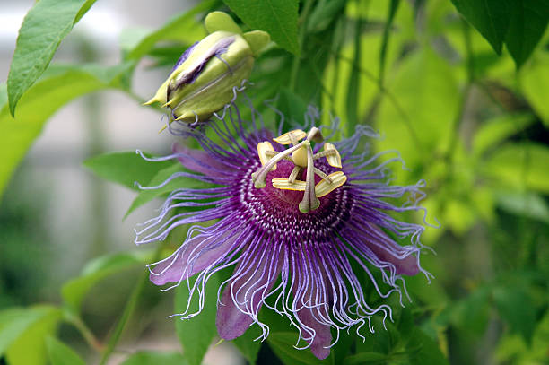 Purple Passion Flower – zdjęcie