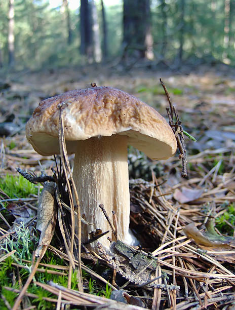 mushroom stock photo