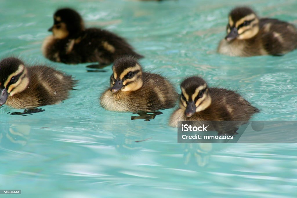 Abbiamo fatto la piscina - Foto stock royalty-free di Acqua