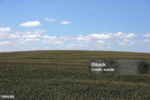 Maisfeld Stockfoto und mehr Bilder von Agrarbetrieb - Agrarbetrieb, Alkoholisches Getränk, Bildhintergrund