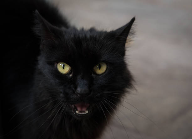 istock Portrait of a beautiful Black Cat 906143320