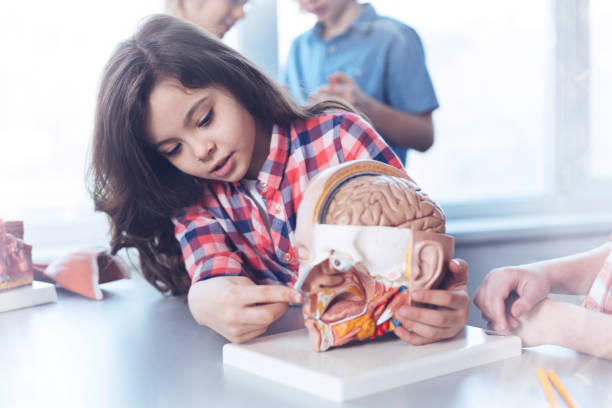 istock Focused charismatic girl examining plastic model 906143454