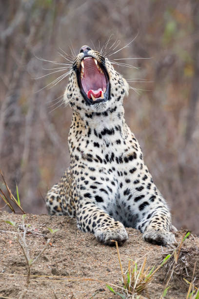 istock Lone leopard lay down to rest on an anthill in nature during daytime 906143786