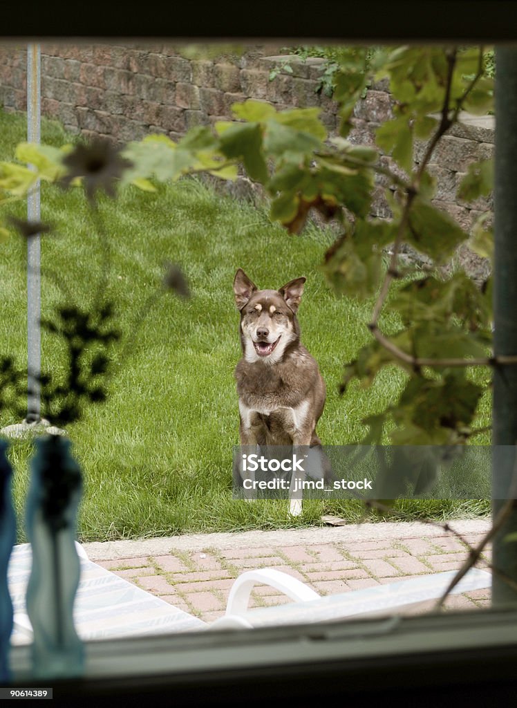 Warten Hund - Lizenzfrei Abwarten Stock-Foto