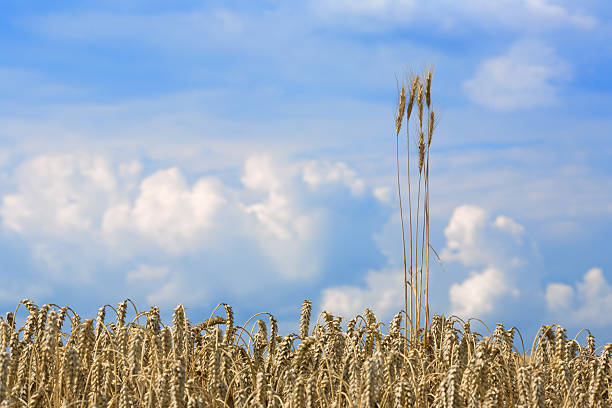 wheat growing into the sky stock photo
